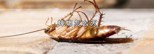 蟑螂怎么灭
