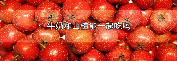 牛奶和山楂能一起吃吗
