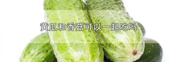 黄瓜和香菇可以一起吃吗