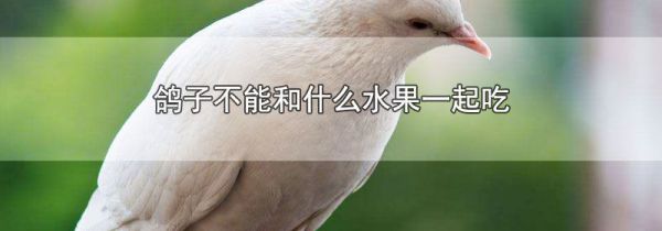 鸽子不能和什么水果一起吃