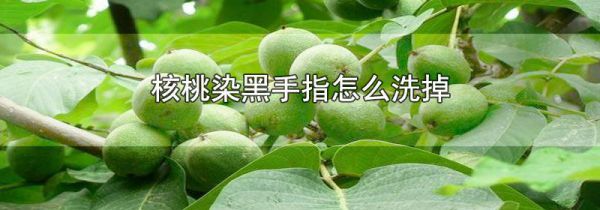核桃染黑手指怎么洗掉
