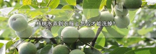 核桃水弄到衣服上怎么才能洗掉?