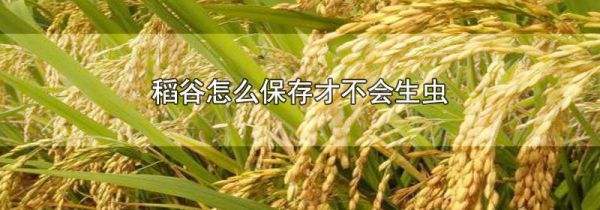稻谷怎么保存才不会生虫