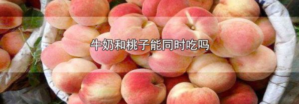 牛奶和桃子能同时吃吗