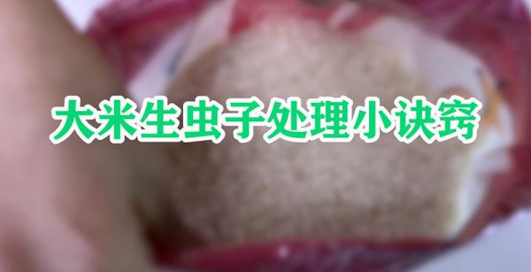 大米生虫子处理小诀窍