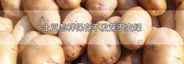 土豆怎样保存不发芽不变绿