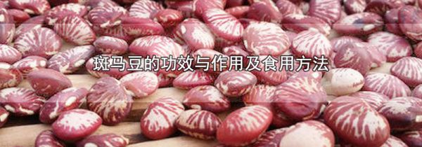 斑马豆的功效与作用及食用方法