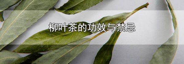 柳叶茶的功效与禁忌