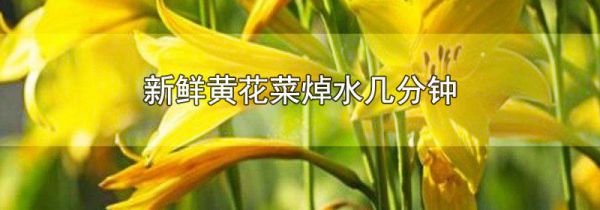 新鲜黄花菜焯水几分钟