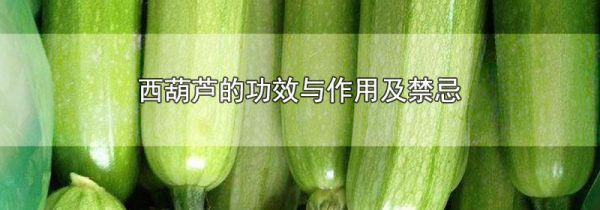 西葫芦的功效与作用及禁忌