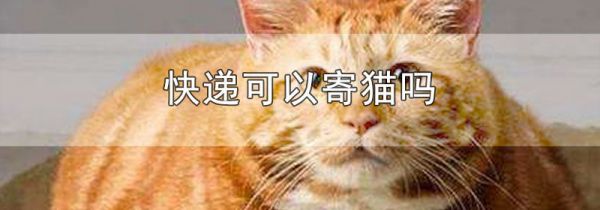 快递可以寄猫吗
