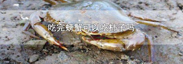 吃完螃蟹可以吃柿子吗