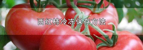 西红柿冷冻保存方法