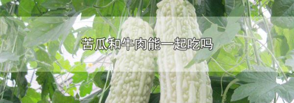 苦瓜和牛肉能一起吃吗