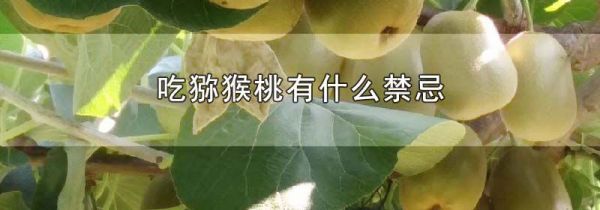 吃猕猴桃有什么禁忌