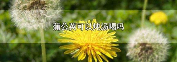 蒲公英可以炖汤喝吗