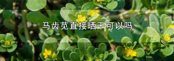 马齿苋直接晒干可以吗