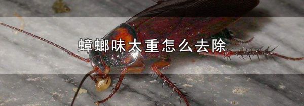 蟑螂味太重怎么去除