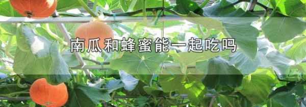 南瓜和蜂蜜能一起吃吗