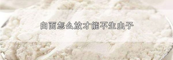 白面怎么放才能不生虫子
