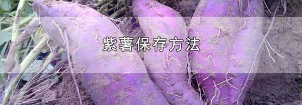 紫薯保存方法
