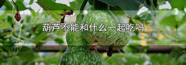 葫芦不能和什么一起吃吗
