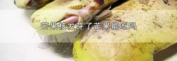 芒果核发芽了芒果能吃吗