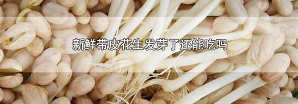 新鲜带皮花生发芽了还能吃吗