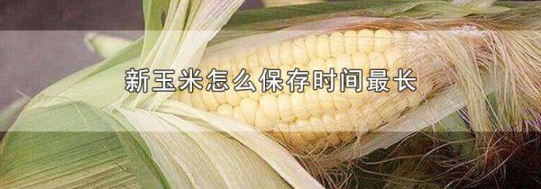 新玉米怎么保存时间最长