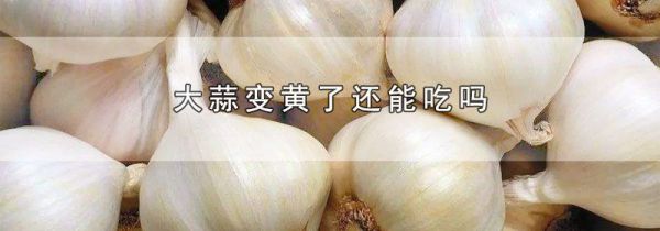 大蒜变黄了还能吃吗