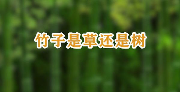 竹子是草还是树