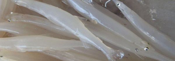 为什么鲜银鱼要焯水