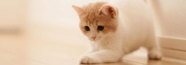 公交车能带猫吗