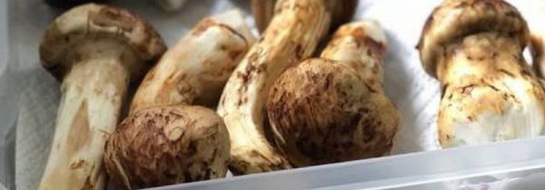 松茸放冰箱冷冻可以放多久