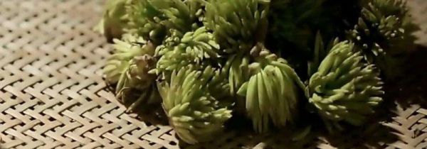 杜仲雄花的功效与作用