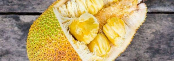 菠萝蜜功效与禁忌症