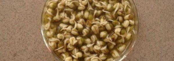 绿豆泡了一夜发芽了还能做绿豆汤吗