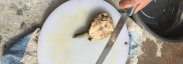 甲鱼怎么处理