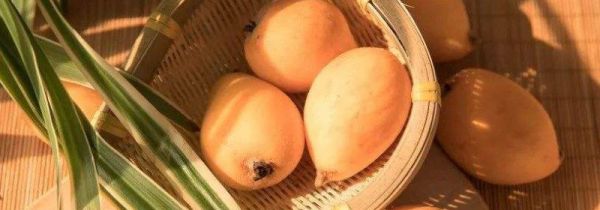 琵琶皮能吃么