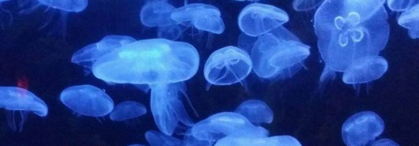 水母能吃吗