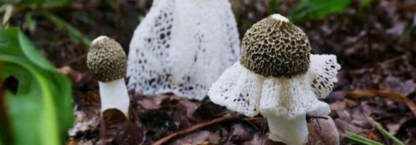 32种菇类品种