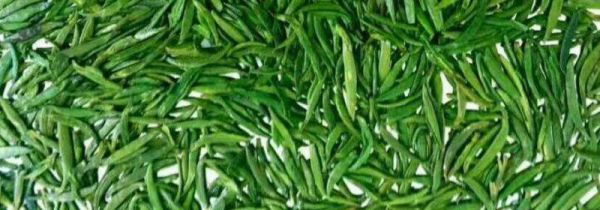 竹叶青茶好吗