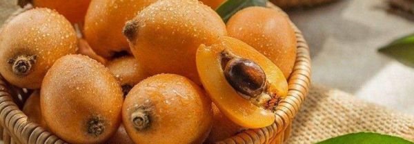 枇杷能多吃吗