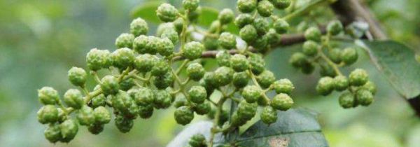 鲜青花椒怎样保鲜储存