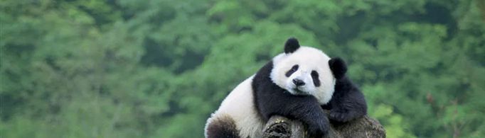 大熊猫为什么被视为国宝？