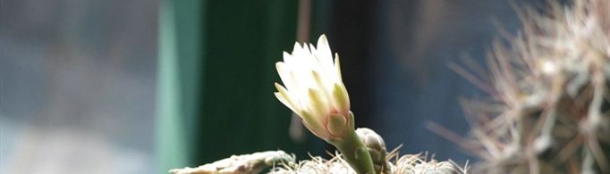 仙人球开花是什么兆头？