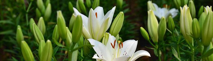 百合花代表什么意思？