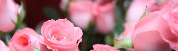 粉玫瑰花语是什么？