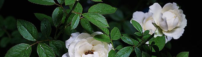 栀子花为啥不吉利？