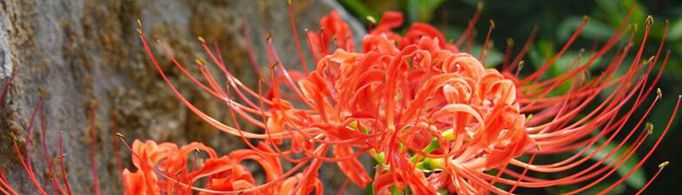 彼岸花花语是什么？